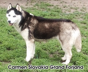 Carmen Slovakia Grand Forjana