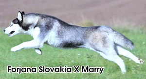 Forjana Slovakia X Marry