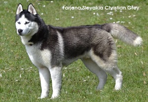 Forjana Slovakia Christian Grey