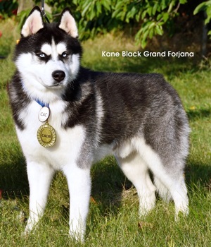 Kane Black Grand Forjana